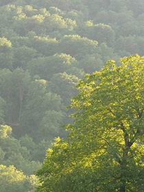 Trees