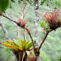 Ecuador