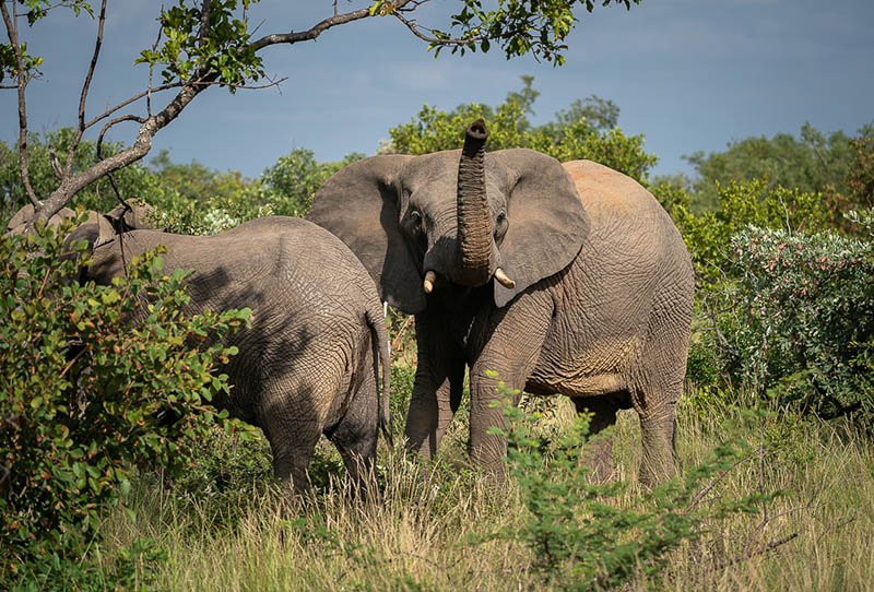 Lapalala Elephant Landscape Experiment 