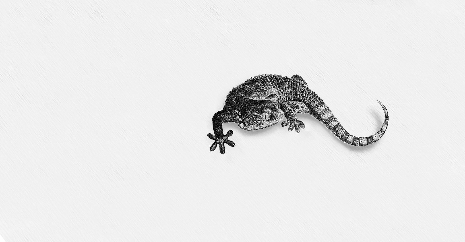 Gecko